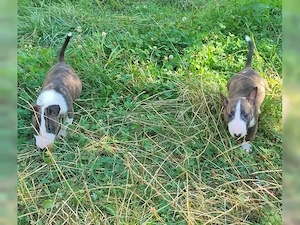 Bezaubernden Miniature Bull Terrier Welpen sind bereit für ihr neues Zuhause
