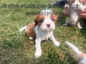 king Charles welpen - tricolor und Blenheim