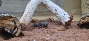 Viperngeckos Nachzucht
