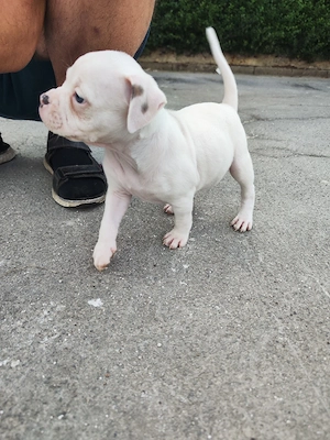 OEB Old english Bulldogge 
