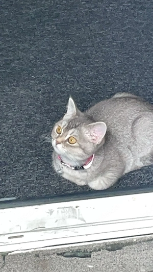 hauskatze beybekatze