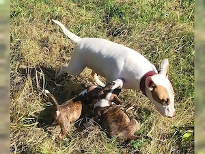 Miniature Bull Terrier Welpen mit FCI-Papieren warten darauf, Ihre Familie glücklicher zu machen.