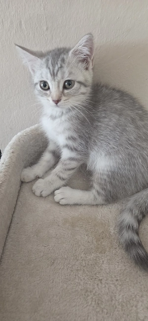 Bkh Kater abgabebereit