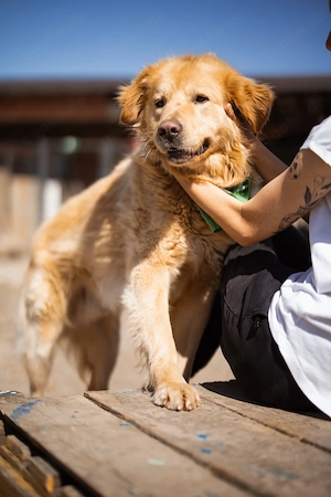 Golden Retriever Mix Medo sucht seine Menschen 