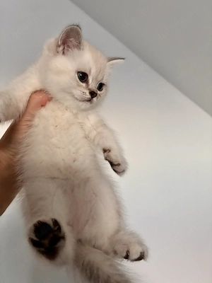 Wunderschöne reinrassige Bkh Kitten  Bild 3