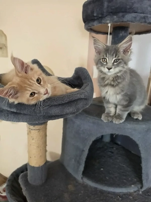 Maine Coon 