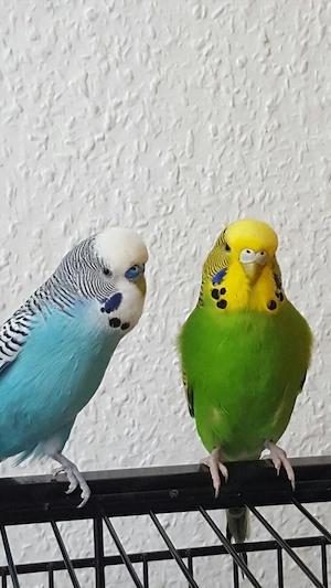 2 Wellensittiche + Zubehör