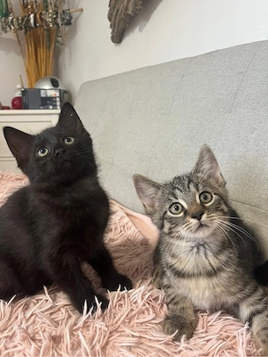 Kleine Maine Coon Mix Kitten