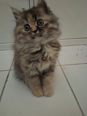 Perser Kitten suchen ein liebevolles Zuhause 