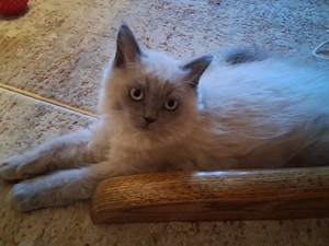 Perser Kitten suchen ein liebevolles Zuhause 