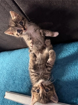 Kitten 5 Wochen alt 