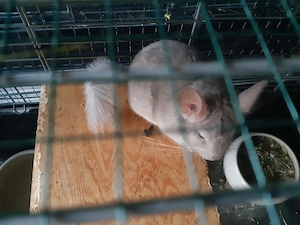 Chinchillaweibchen 1und 2 Jahre alt  Bild 3