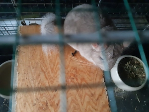 Chinchillaweibchen 1und 2 Jahre alt  Bild 5