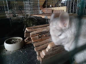 Chinchillaweibchen 1und 2 Jahre alt  Bild 6