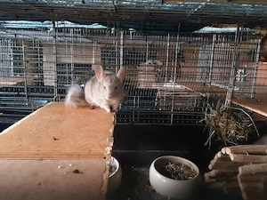 Chinchillaweibchen 1und 2 Jahre alt  Bild 4