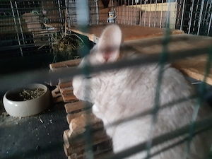 Chinchillaweibchen 1und 2 Jahre alt  Bild 7