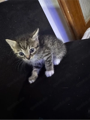 Kitten 6Wochen Alt 