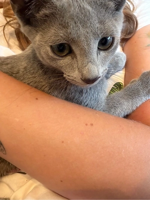Russisch Blau Kitten Bild 10
