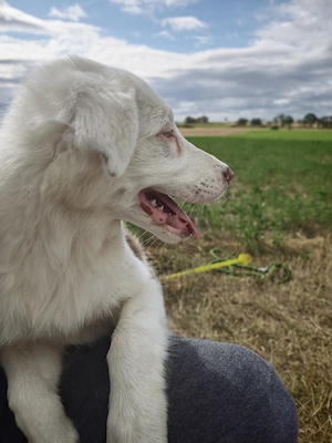 Border Collie Rüde 14 Wochen alt