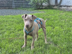 Riala   kleine Windhund-Mix-Hündin