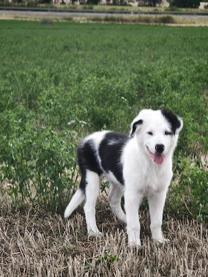 Border Collie Rüde 14 Wochen alt