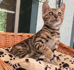 Bengal Kitten Babykatzen 1 Kater 1 Katze Bild 5