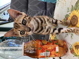 Bengal Kitten Babykatzen 1 Kater 1 Katze Bild 6
