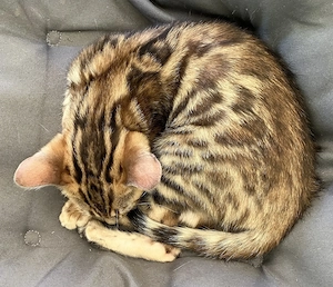 Bengal Kitten Babykatzen 1 Kater 1 Katze Bild 2
