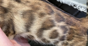 Bengal Kitten Babykatzen 1 Kater 1 Katze Bild 3