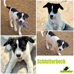 Schlotterbeck möchte ein ein glückliches Hundeleben führen