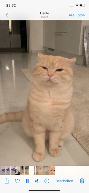 Golden reinrassiger BKH Kater abzugeben