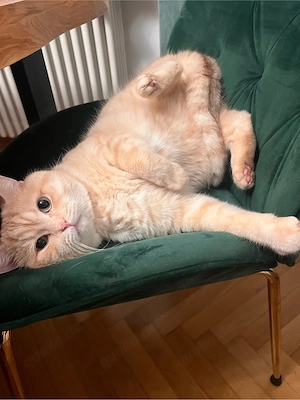 Golden reinrassiger BKH Kater abzugeben