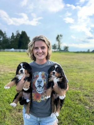 Nur noch 2 Berner Sennenhund-Welpen   12 Wochen alt und bereit für ihr Für-immer-Zuhause
