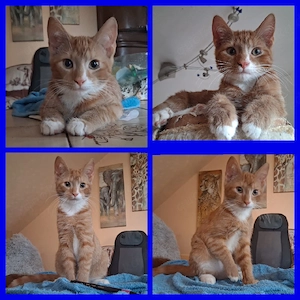 katzenkind ,Kitten,Kater kastriert Maine coon mix