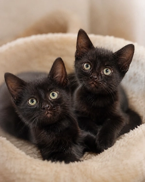 Zwei liebe Kater-Brüder suchen ein Zuhause