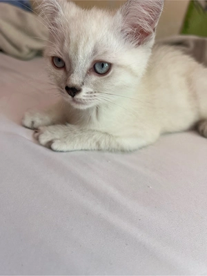 Katzen schnell wie möglich abzugeben!