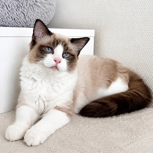 Ragdoll-Kater, 14 Wochen
