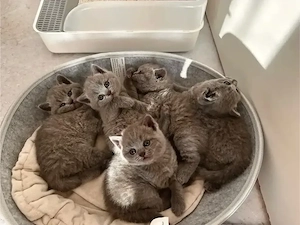 BKH. Kitten