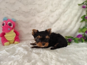 Hübsche Yorkshire Terrier Welpen Bild 3