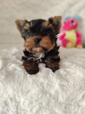 Hübsche Yorkshire Terrier Welpen Bild 2
