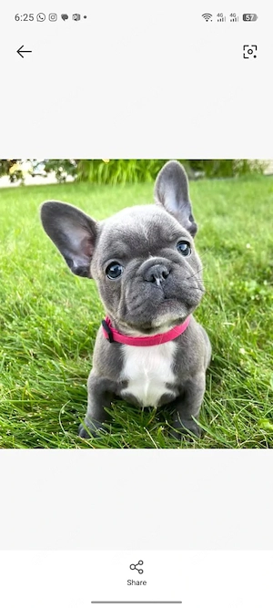 Gesunder Französische Bulldog HÜNDIN aus seriöser Familienzucht!