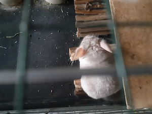 Chinchillaweibchen 1und 2 Jahre alt  Bild 8