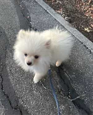 Pomeranian-Rüden 