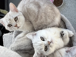 Britisch Kurzhaar Kitten 1 männliche 2 Mädchen 