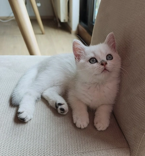 BKH Wunderschöne reinrassige  Kitten mit blauen Augen 