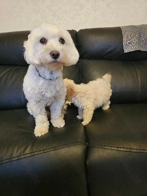 Maltipoo Welpen, geimpft und entwurmt 