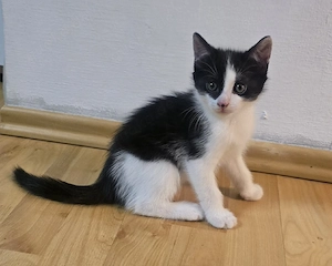 4 süße Kitten suchen ein liebevolles Zuhause