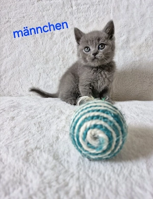 bkh kitten 
