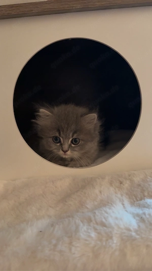 Zwei süße katzen mädels 