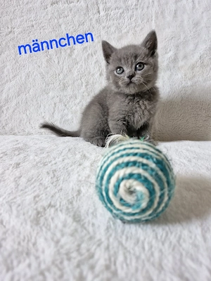bkh kitten 